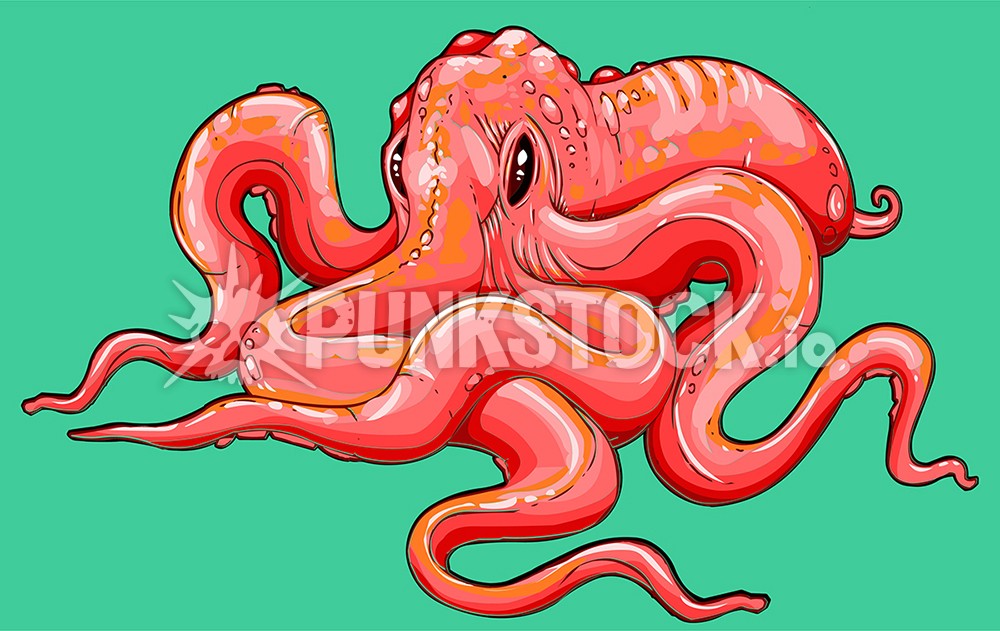 Squid squids octopus vector graphic