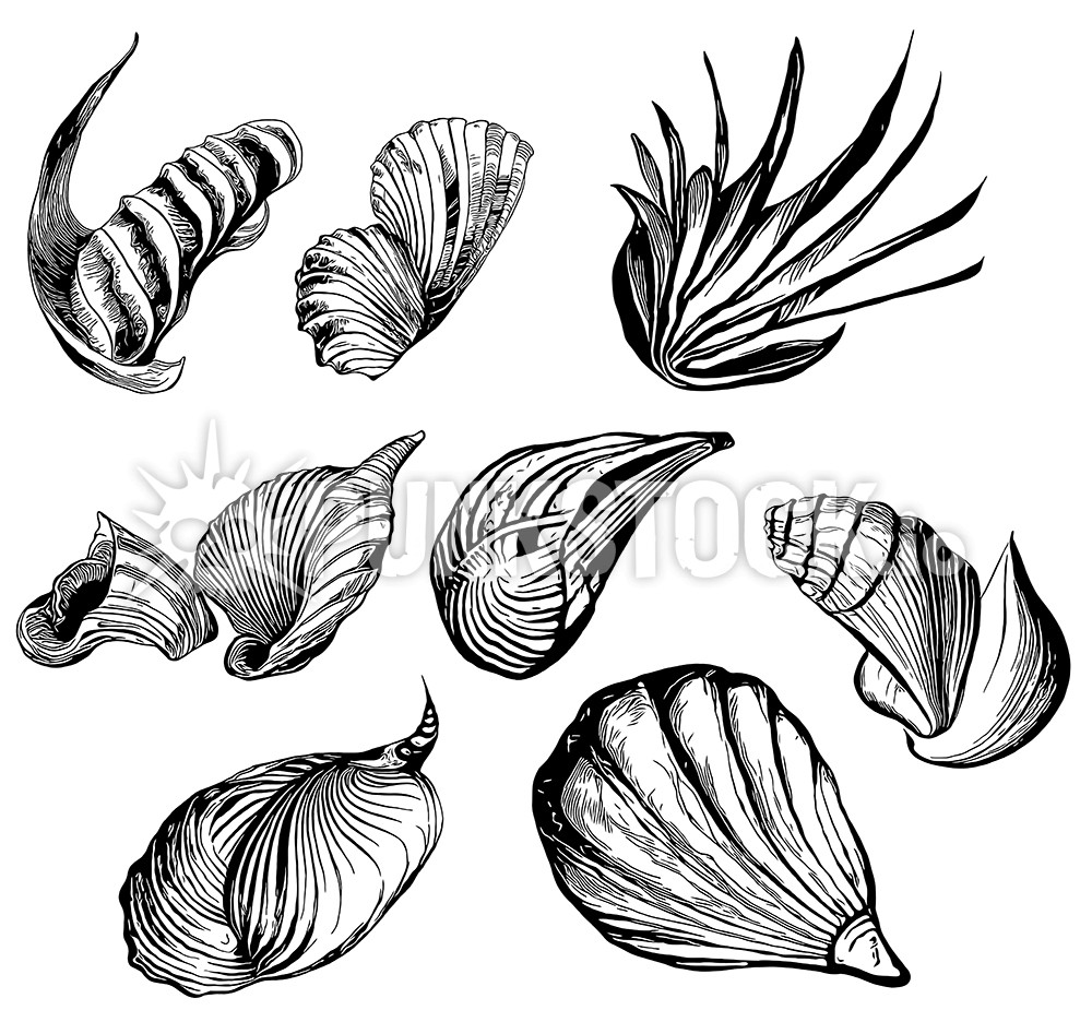 Shell shells sea vector graphic