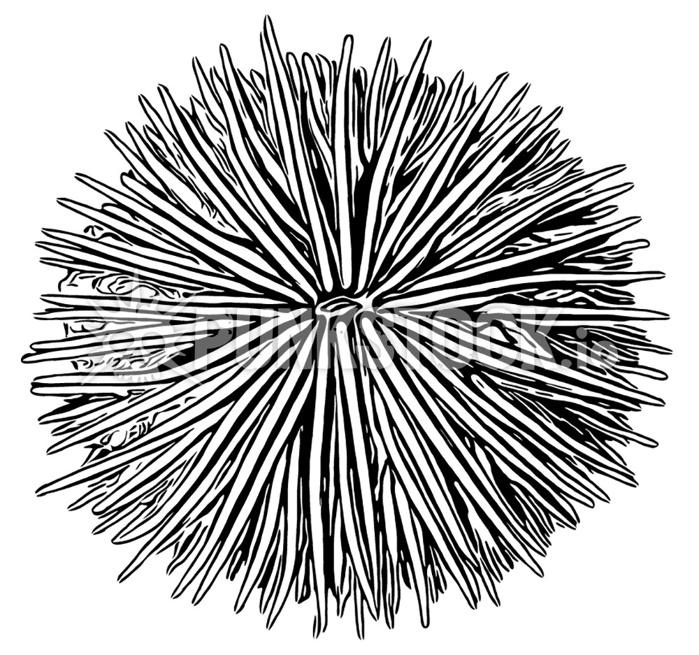 Urchin shell spikes vector graphic