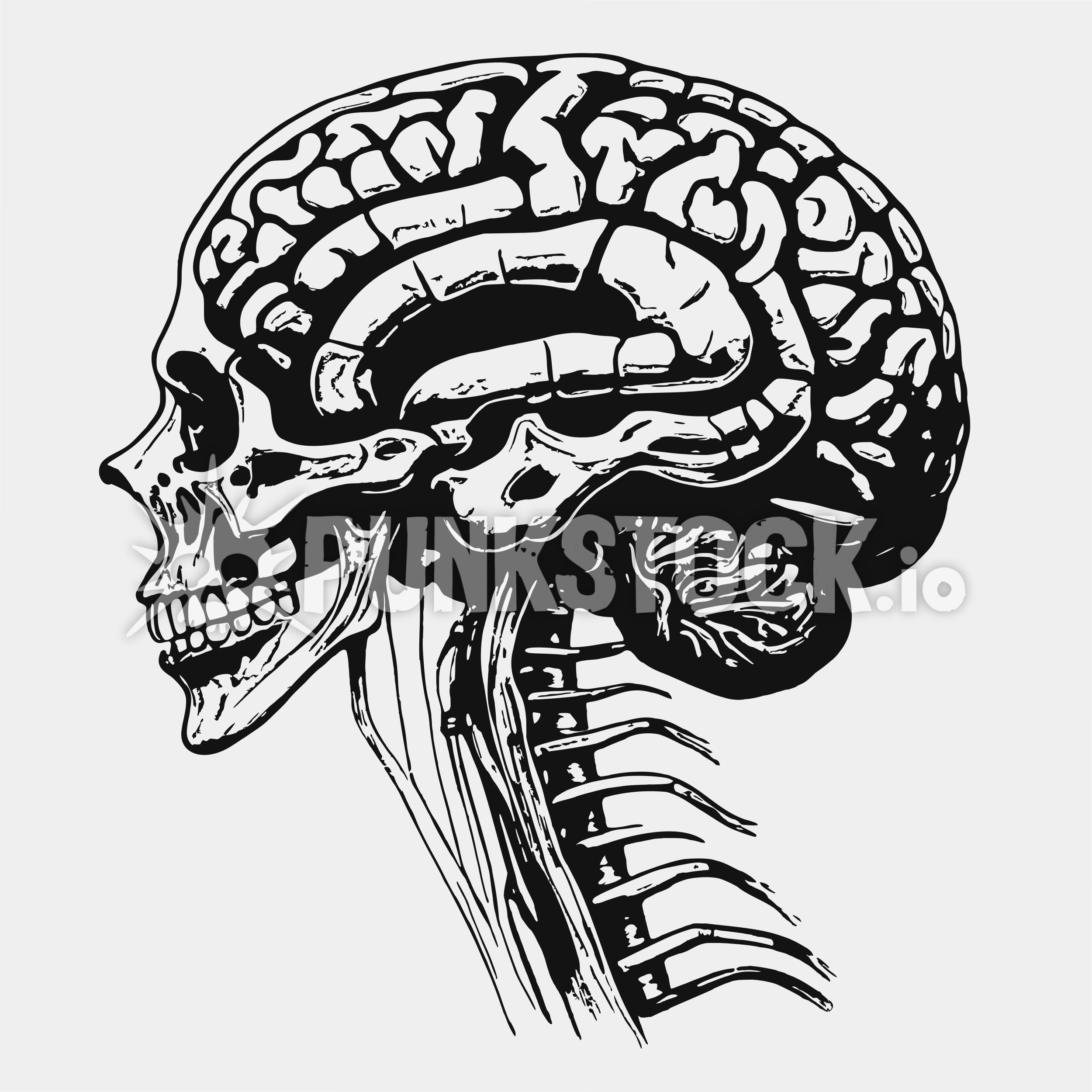 Brain brains biology vector graphic