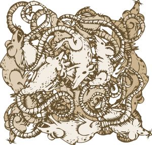 Rat vector graphic