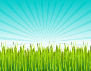 Grass vector graphic