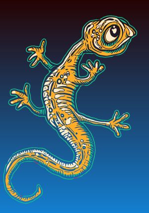 Salamander vector graphic