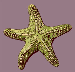 Seastar vector graphic