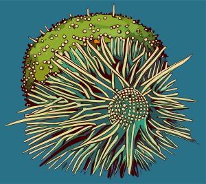 Urchin vector graphic