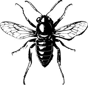 Bug vector graphic