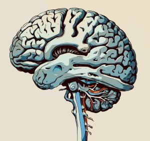 Brain vector graphic